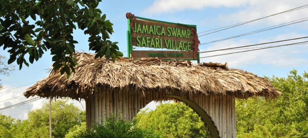 jamaica-swamp-safar-falmouth-taxi-tours