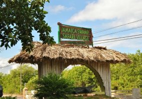 jamaica-swamp-safar-falmouth-taxi-tours